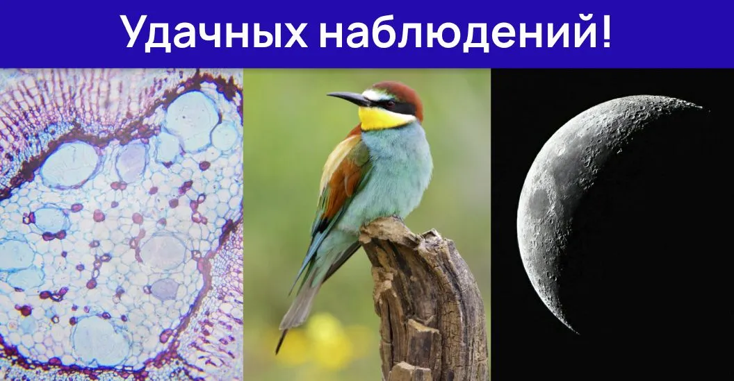 Микромир, птицы, Луна