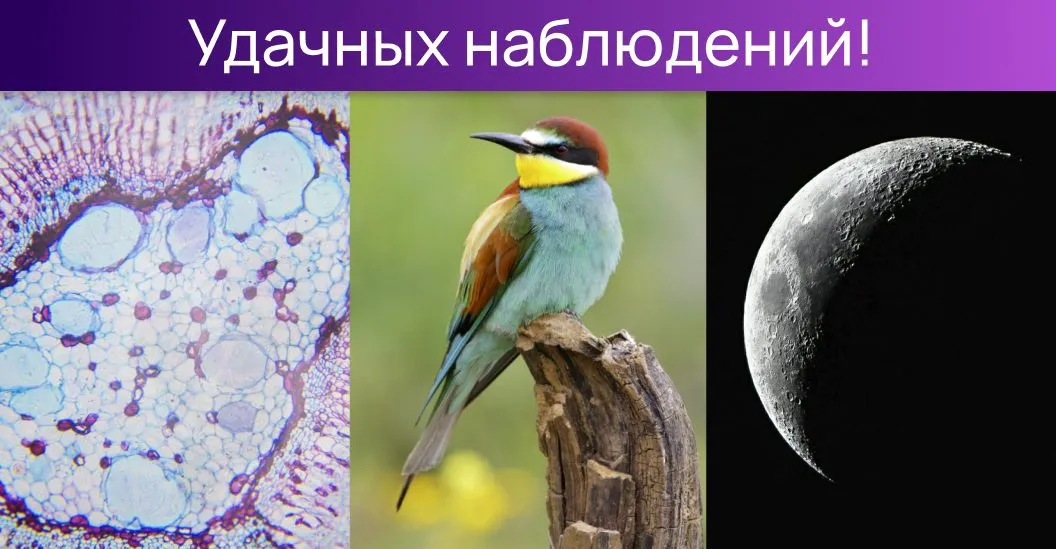 Микромир, птицы, Луна